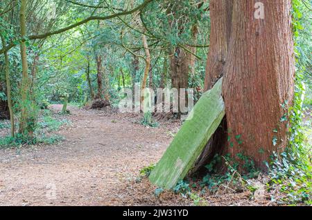 Grabstein, der von einem Baum auf dem alten Friedhof von Southampton unterstützt wird Stockfoto