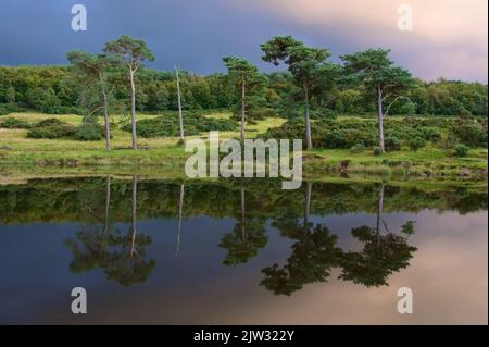 Friedliche ruhige See Reflexion der Bäume auf der Insel bei Sonnenuntergang in Kilmacolm Stockfoto