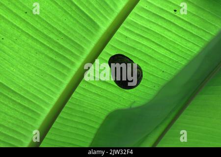 Eine riesige Landschnecke (Acavus Phoenix), die tagsüber unter einem unreifen Bananenblatt versteckt ist Stockfoto