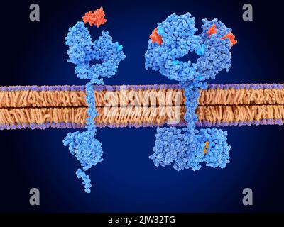 Abbildung zeigt den epidermalen Wachstumsfaktorrezeptor (EGFR) in seinem aktiven (rechten) und inaktiven (linken) Zustand. Der epidermale Wachstumsfaktorrezeptor wird aktiviert, wenn er an den epidermalen Wachstumsfaktor (EGF, rot) bindet. Der aktivierte Rezeptor fördert dann die Migration, Adhäsion und Proliferation von Zellen. Stockfoto
