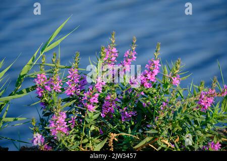 Rosa Wildblumen Ufer und vor Hintergrund blauen Fluss Stockfoto