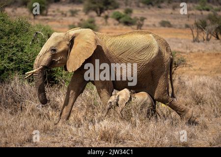 Afrikanischer Buschelefant passiert Busch mit Kalb Stockfoto