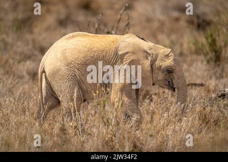 Afrikanischer Buschelefant läuft durch Gras Stockfoto