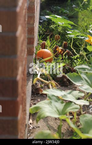 Spätsommerkürbis wächst im Küchengarten. Stockfoto