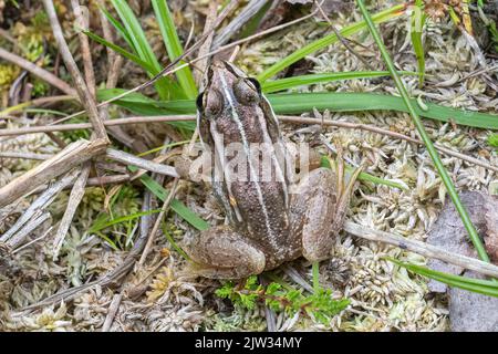 Poolfrosch (Pelophylax lessonae) an Land in der Nähe eines Teiches, Hampshire, England, Großbritannien Stockfoto