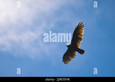 Türkeigeier, die hoch im Himmel über dem St. Lawrence River in Kanada aufragen. Stockfoto