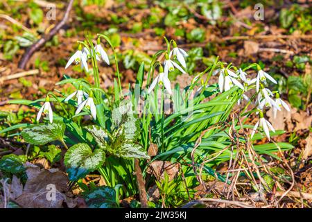 Schneeglöckchen auf dem Waldboden mit Laub und Graswiese Gartenpark Hintergrund in Loxstedt Cuxhaven Niedersachsen Deutschland. Stockfoto