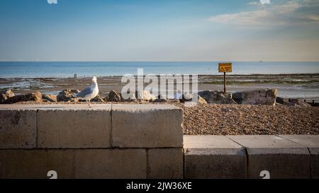 Eine Möwe sitzt auf einem Wellenbrecher hinter dem Strand in Worthing, in West Sussex, Großbritannien. Stockfoto