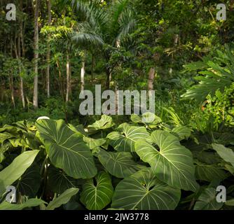 Großblättrige Dschungelpflanze in Hawaii. Stockfoto