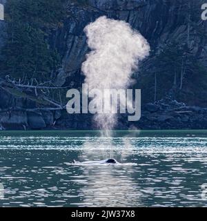 Da bläst sie. Dieser wandernde Buckelwal vor Victoria, Kanada, hatte ein Kalb bei sich. Stockfoto