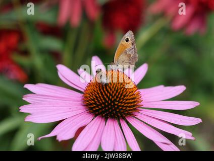 Ein Schmetterling und eine Biene während der Arbeit an den Blüten von Echinacea Stockfoto