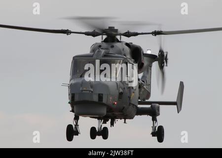 ZZ377, eine von der Royal Navy betriebene AgustaWestland Wildcat HMA2, die in RAF Fairford in Gloucestershire, England, ankommt, um an der Royal International Air Tattoo 2022 (RIAT 2022) teilzunehmen. Stockfoto