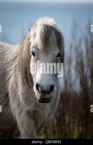 Wilde Ponys am Rinsey Coastline Cornwall. Stockfoto