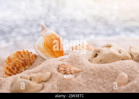 Muscheln an einer tropischen Küste, die auf goldenem Sand unter der heißen Sommersonne liegt. Für Text platzieren. Verschwommenes Meer im Hintergrund. Stockfoto