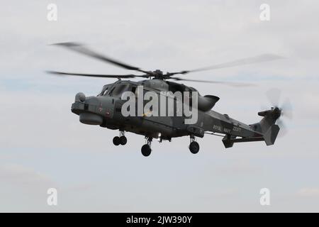 ZZ377, eine von der Royal Navy betriebene AgustaWestland Wildcat HMA2, die in RAF Fairford in Gloucestershire, England, ankommt, um an der Royal International Air Tattoo 2022 (RIAT 2022) teilzunehmen. Stockfoto