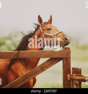 Porträt eines Sauerampfpferdes, das Heu frisst und an einem bewölkten Sommertag in der Nähe des Holzzauns eines Fahrerlagers auf einem Feld auf einem Bauernhof steht. Landwirtschaft und Stockfoto