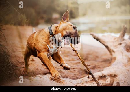 Ein süßer, fröhlicher Ingwer-Hund spielt mit einem Holzstock in der Natur in der Nähe eines alten Baumes und eines Flusses. Spielen mit einem Hund in der Nähe eines Teiches. Stockfoto