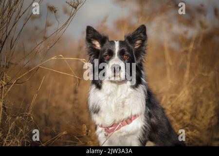 Vorderansicht des Border Collie in der Natur. Liebenswert schwarz und weiß Hund draußen. Niedlicher Schäferhund auf dem Grasfeld. Stockfoto