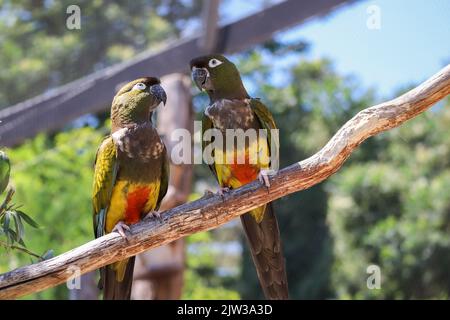 Hoch gelegene Burrowing Papagei im Zoologischen Garten. Zwei bunte Cyanoliseus Patagonus am Zweig im Zoo. Stockfoto