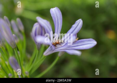 Europäische Honigbiene sammelt Pollen aus der Gartenpflanze Afrikanische Lilie. APIs Mellifera bestäubt im Frühjahr den gemeinsamen Agapanthus. Stockfoto