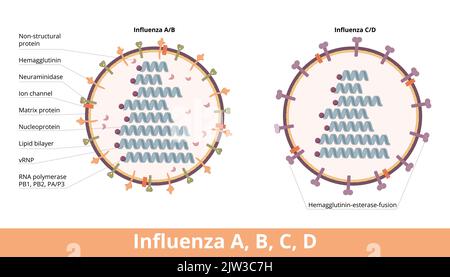 Influenza (Typen A, B, C, D): Vier Arten von Influenza-Viruszellen: Influenza A und B (Hämagglutinin und Neuraminidase) sowie Influenza C und D Stock Vektor