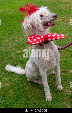 Bridport, Dorset, Großbritannien. 3.. September 2022. Eine Vielzahl von Stil und schrulligen Hüten, die von Menschen und Hunden beim Bridport hat Festival in Dorset hergestellt und getragen werden. Quelle: Carolyn Jenkins/Alamy Live News Stockfoto