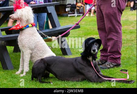 Bridport, Dorset, Großbritannien. 3.. September 2022. Eine Vielzahl von Stil und schrulligen Hüten, die von Menschen und Hunden beim Bridport hat Festival in Dorset hergestellt und getragen werden. Quelle: Carolyn Jenkins/Alamy Live News Stockfoto