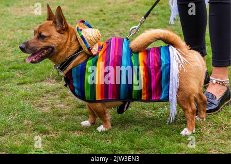 Bridport, Dorset, Großbritannien. 3.. September 2022. Eine Vielzahl von Stil und schrulligen Hüten, die von Menschen und Hunden beim Bridport hat Festival in Dorset hergestellt und getragen werden. Quelle: Carolyn Jenkins/Alamy Live News Stockfoto