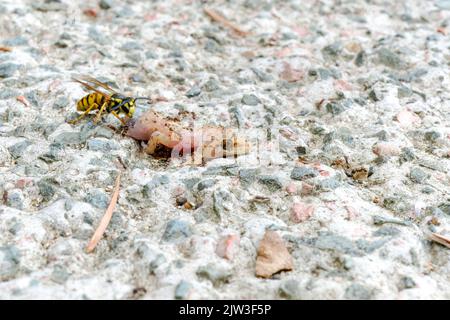 Ameisen und Bienen fressen toten Eidechsenkörper auf dem Boden. Stockfoto