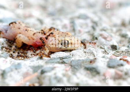 Ameisen und Bienen fressen toten Eidechsenkörper auf dem Boden. Stockfoto