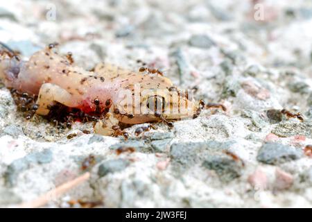 Ameisen und Bienen fressen toten Eidechsenkörper auf dem Boden. Stockfoto