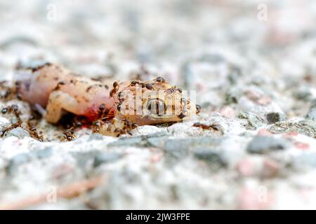 Ameisen und Bienen fressen toten Eidechsenkörper auf dem Boden. Stockfoto