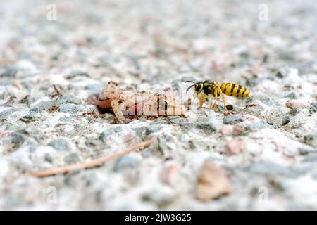 Ameisen und Bienen fressen toten Eidechsenkörper auf dem Boden. Stockfoto