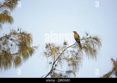 Wilde Vögel auf Kiefern Stockfoto