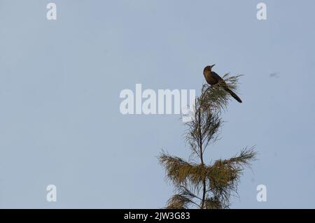 Wilde Vögel auf Kiefern Stockfoto