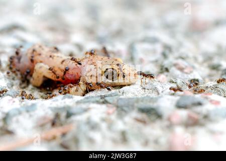 Ameisen und Bienen fressen toten Eidechsenkörper auf dem Boden. Stockfoto