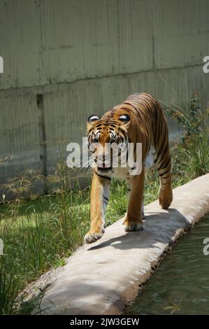 Bengalischer Tiger bei Zoológico Guadalajara Stockfoto