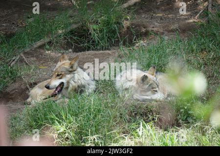 Mexikanische Wölfe ruhen im Gras Stockfoto