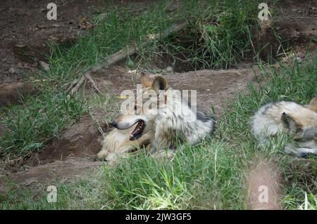 Mexikanische Wölfe ruhen im Gras Stockfoto