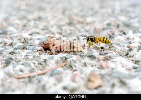 Ameisen und Bienen fressen toten Eidechsenkörper auf dem Boden. Stockfoto