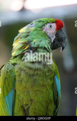 Ara im Zoo von Guadalajara Stockfoto