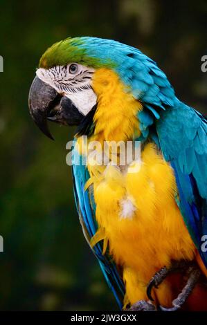 Ara im Zoo von Guadalajara Stockfoto