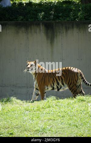 Bengalischer Tiger bei Zoológico Guadalajara Stockfoto