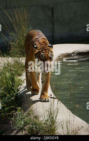 Bengalischer Tiger bei Zoológico Guadalajara Stockfoto