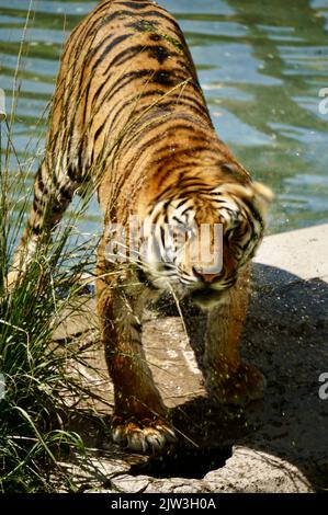 Bengalischer Tiger bei Zoológico Guadalajara Stockfoto