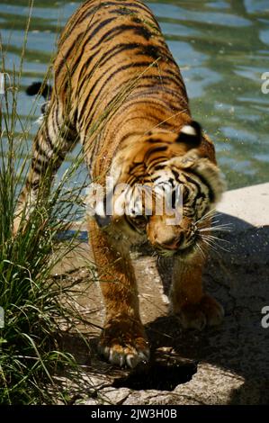 Bengalischer Tiger bei Zoológico Guadalajara Stockfoto