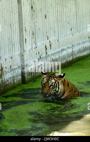 Bengalischer Tiger bei Zoológico Guadalajara Stockfoto