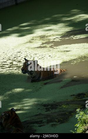 Bengalischer Tiger bei Zoológico Guadalajara Stockfoto