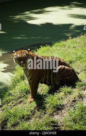 Bengalischer Tiger bei Zoológico Guadalajara Stockfoto