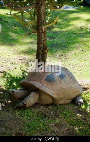 Schildkröte im Schatten eines Baumes Stockfoto